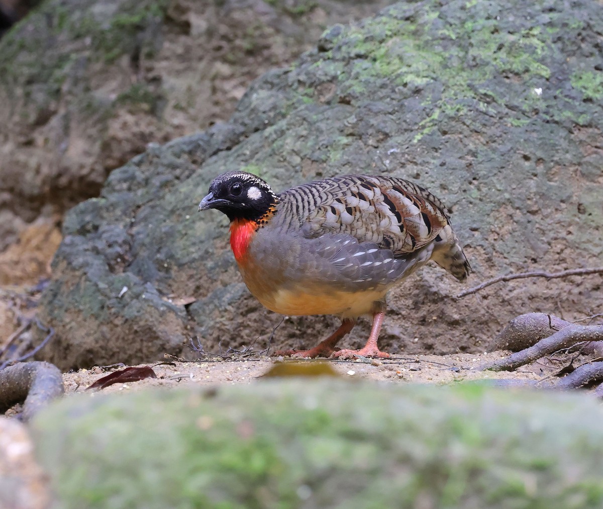 Hainan Partridge - ML631673110
