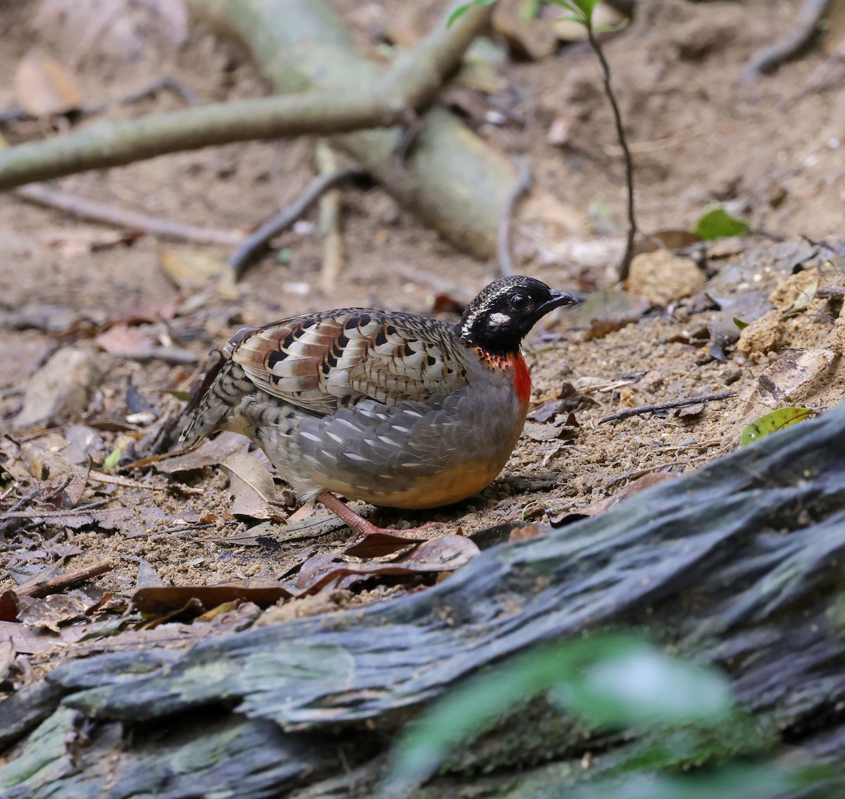 Hainan Partridge - ML631673123