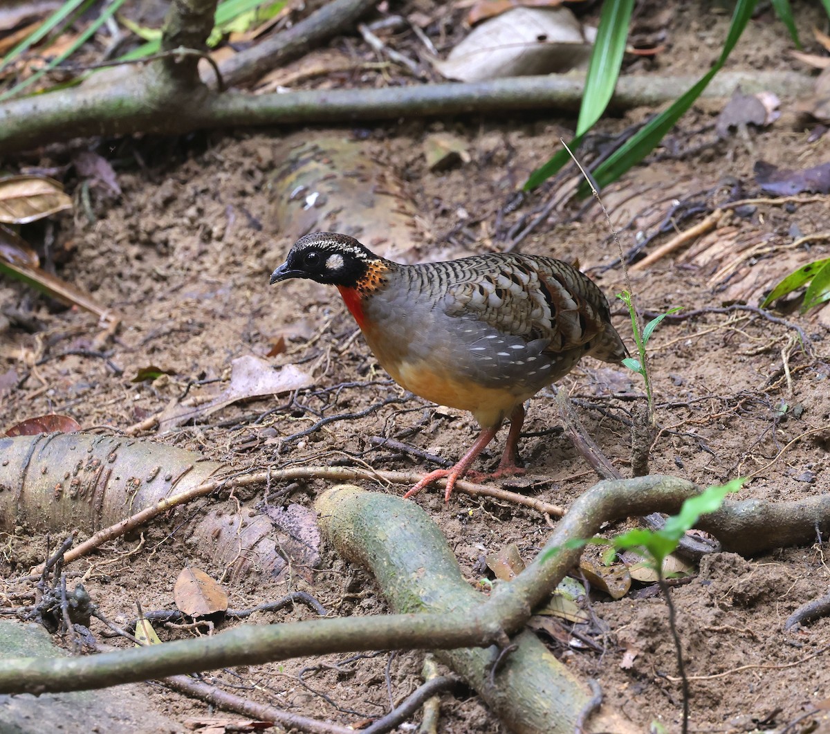 Hainan Partridge - ML631673127