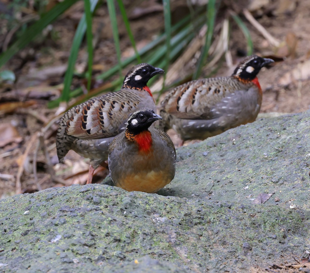 Hainan Partridge - ML631673150