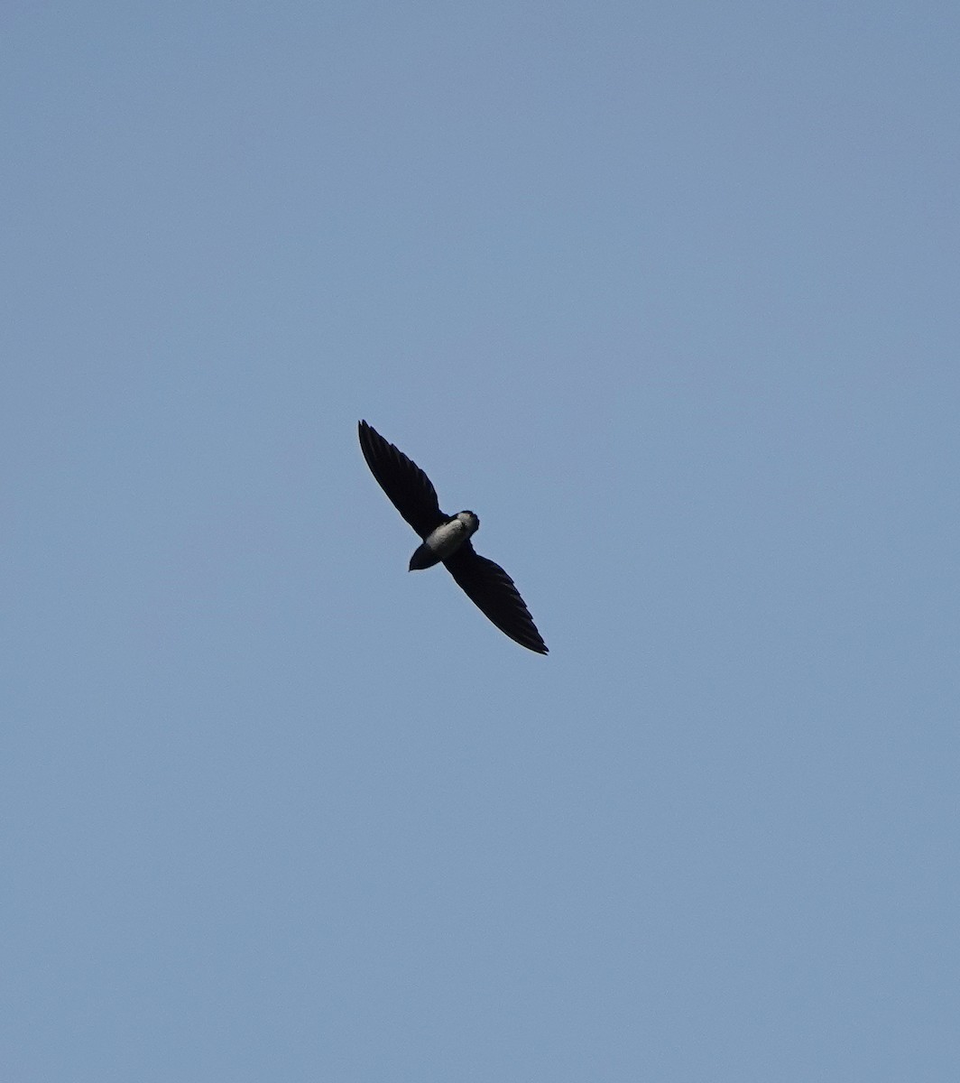 Cassin's Spinetail - ML631673216