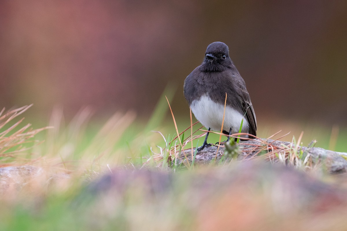 Black Phoebe (Northern) - ML631673258