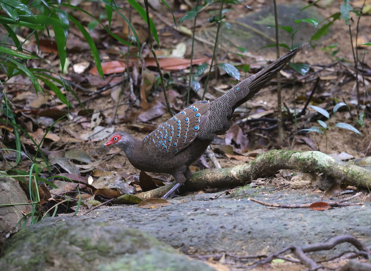 Hainan Peacock-Pheasant - ML631673291