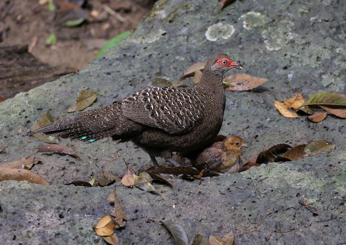 Hainan Peacock-Pheasant - ML631673312