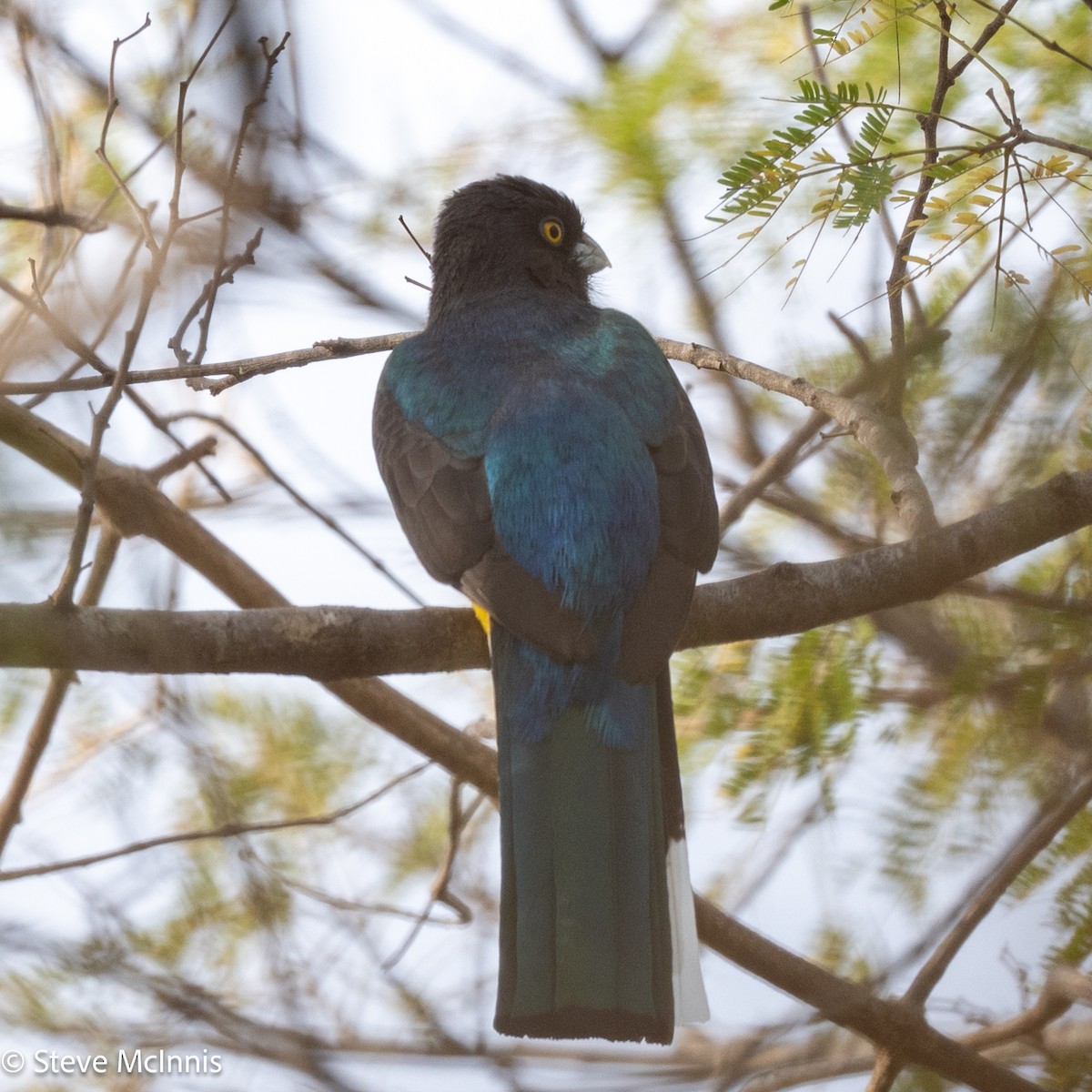 Citreoline Trogon - ML631673431