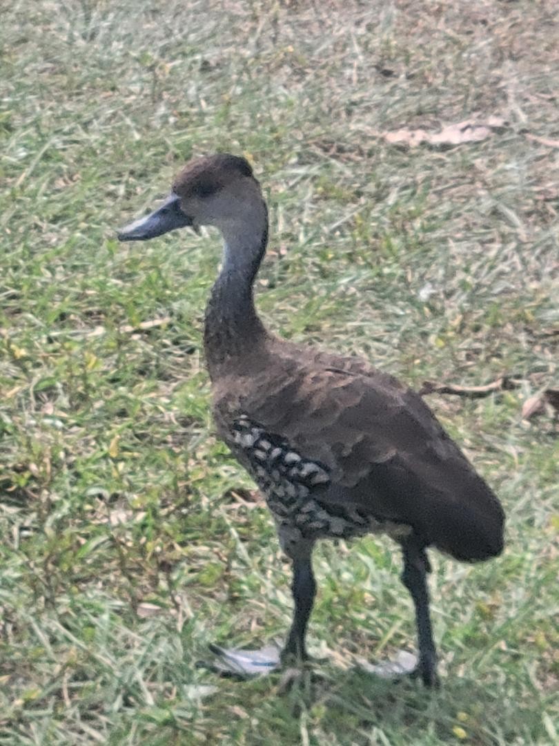 husička stromová - ML631673478