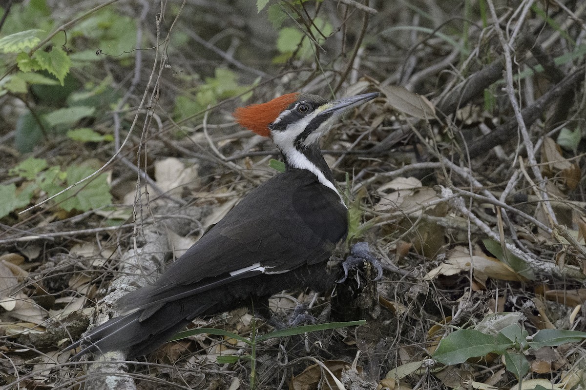 Pileated Woodpecker - ML631673507