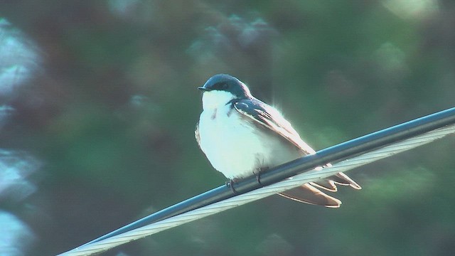 Tree Swallow - ML631673528