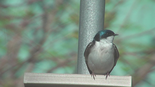 Tree Swallow - ML631673548