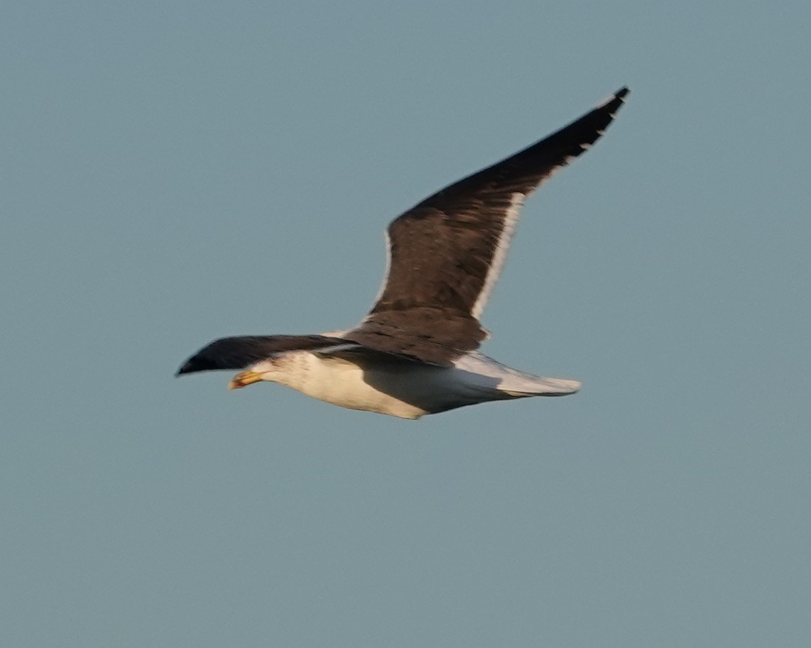 Бэсрэг цахлай - ML631673664