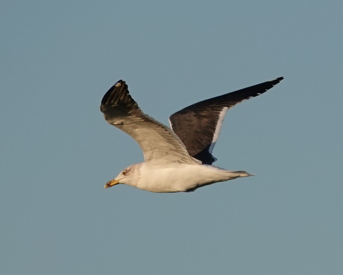 Бэсрэг цахлай - ML631673665