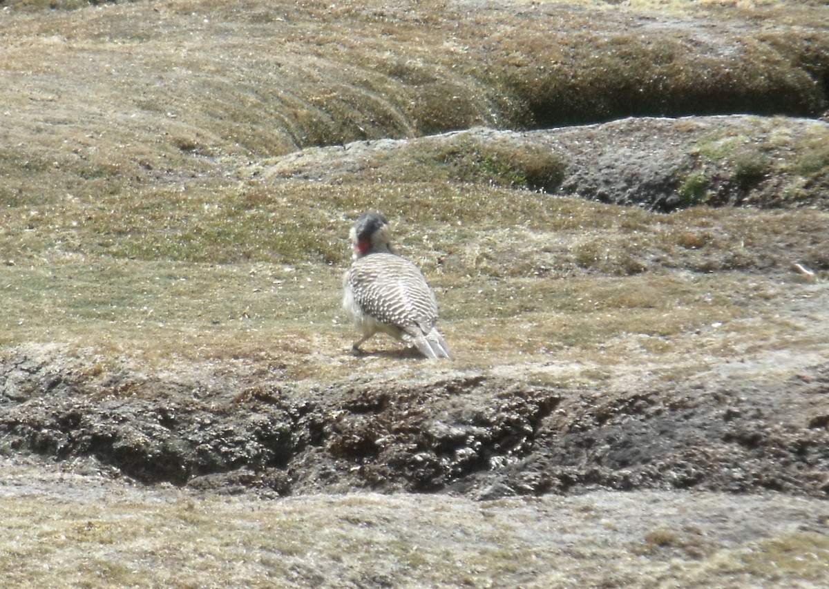 Andean Flicker - ML631673731