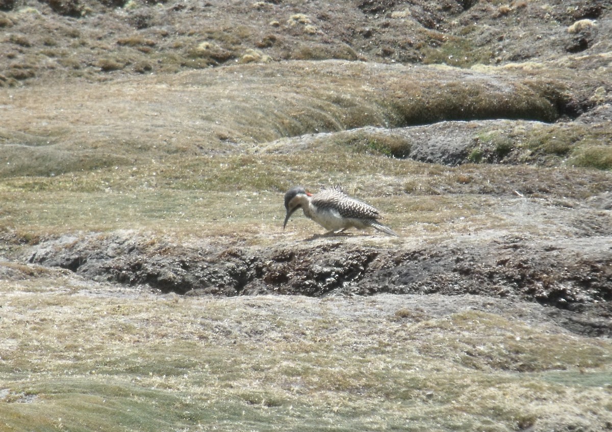 Andean Flicker - ML631673735