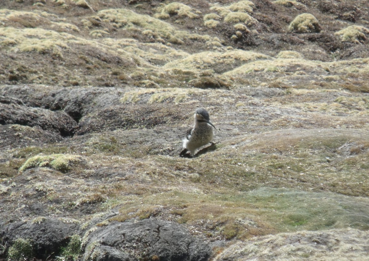 Andean Flicker - ML631673736