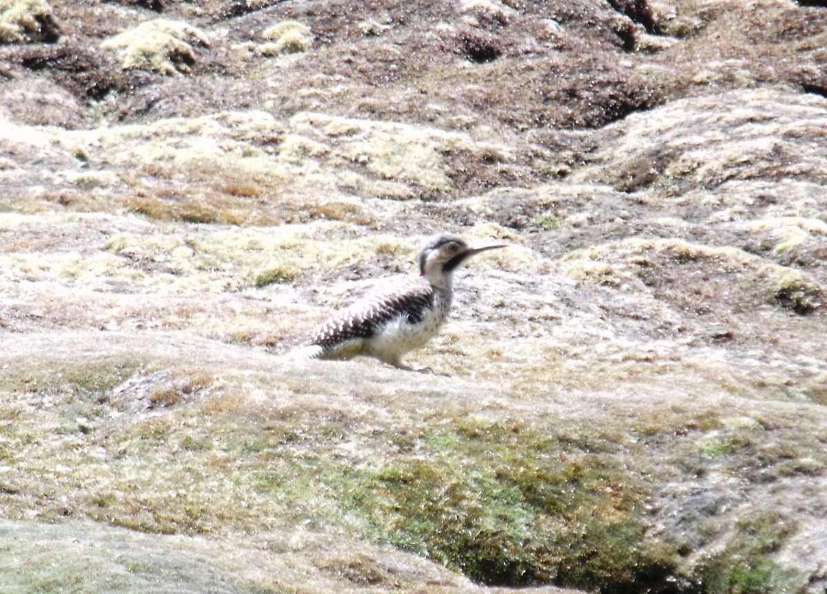 Andean Flicker - ML631673737
