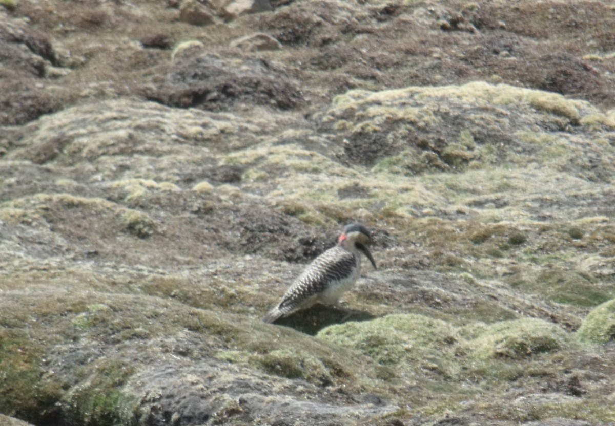 Andean Flicker - ML631673738