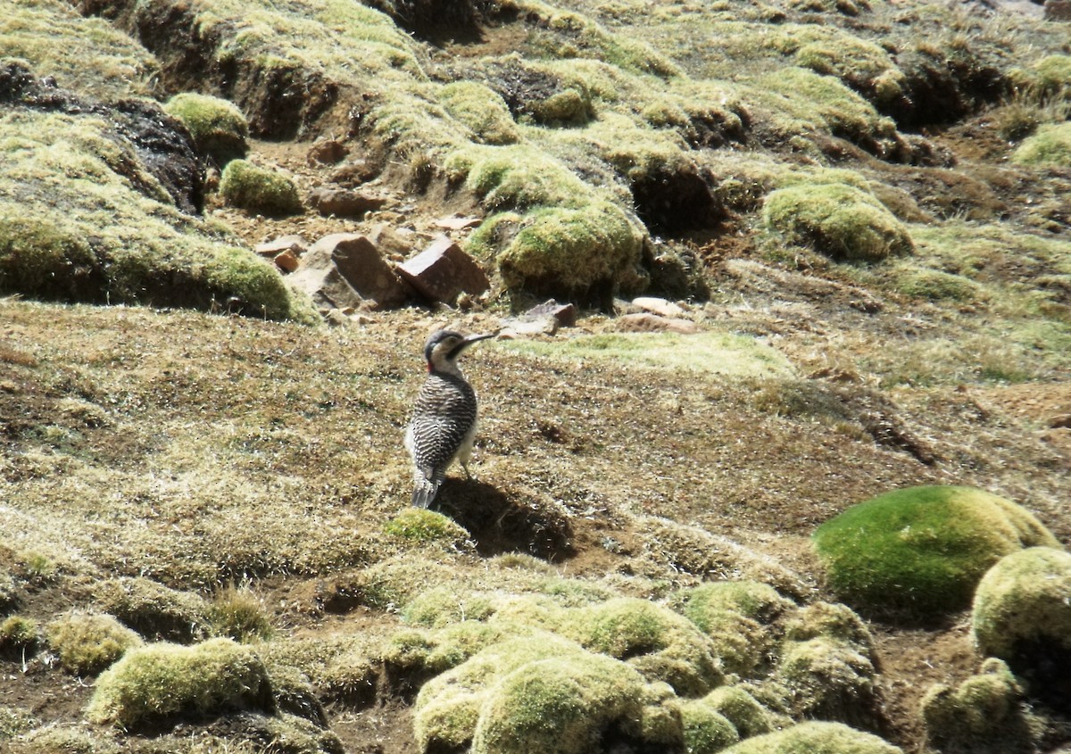 Andean Flicker - ML631673739