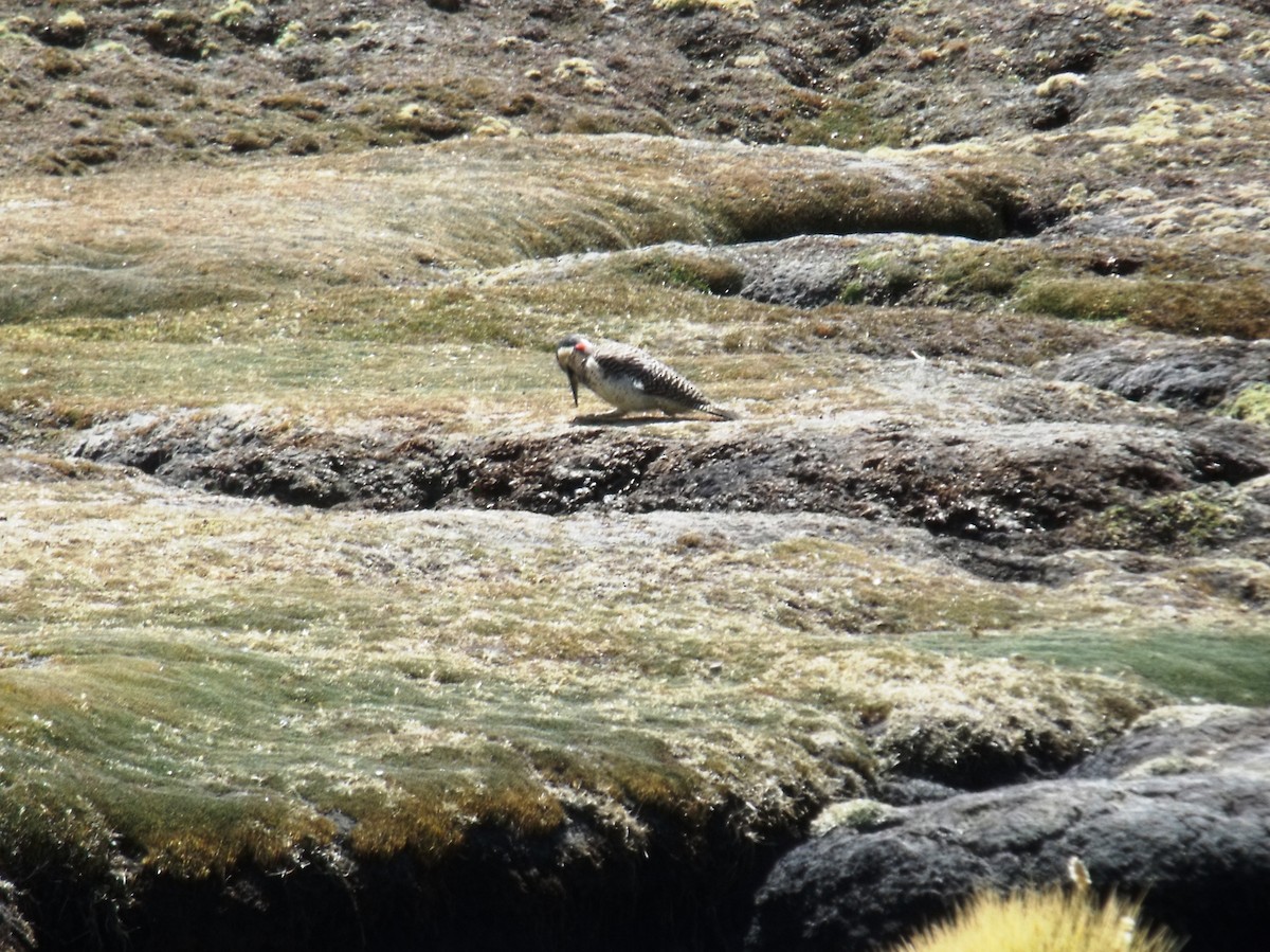 Andean Flicker - ML631673743