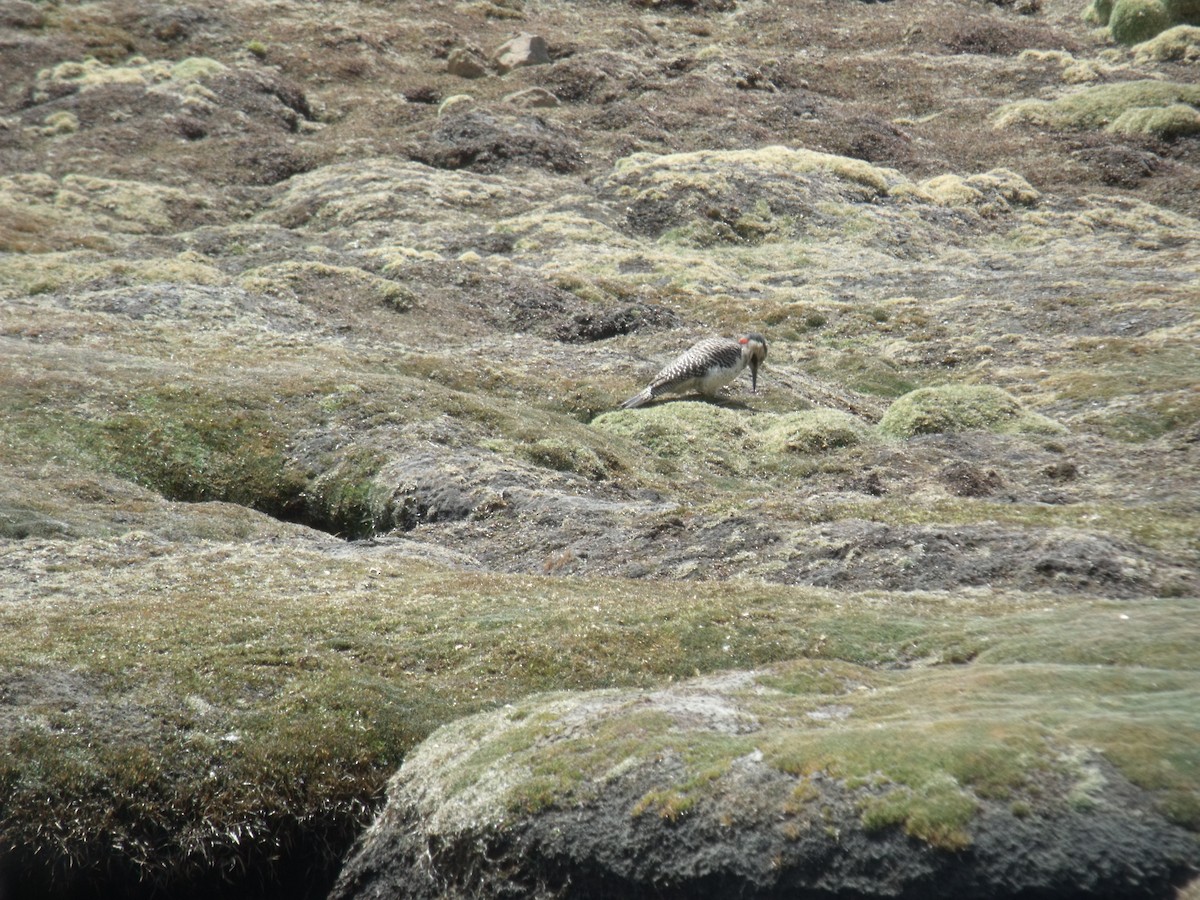 Andean Flicker - ML631673745