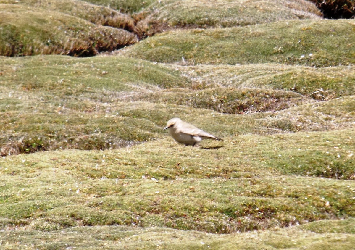 Glacier Finch - ML631673768