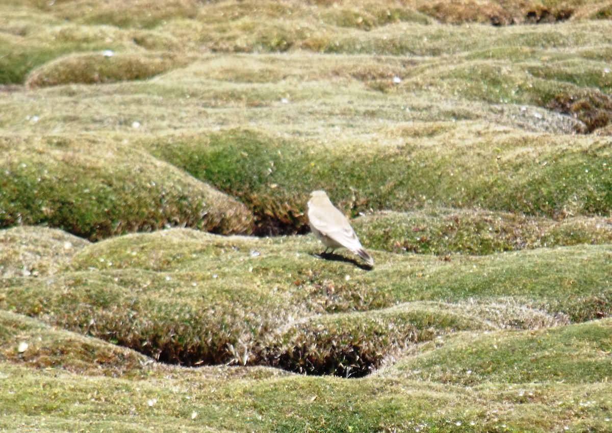 Glacier Finch - ML631673769