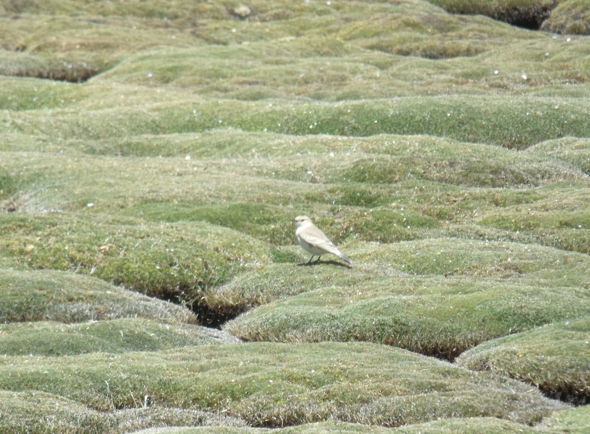 Glacier Finch - ML631673770