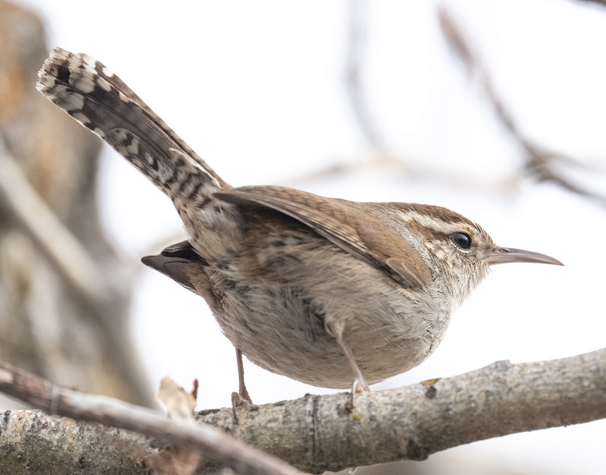 Bewick's Wren - ML631673792