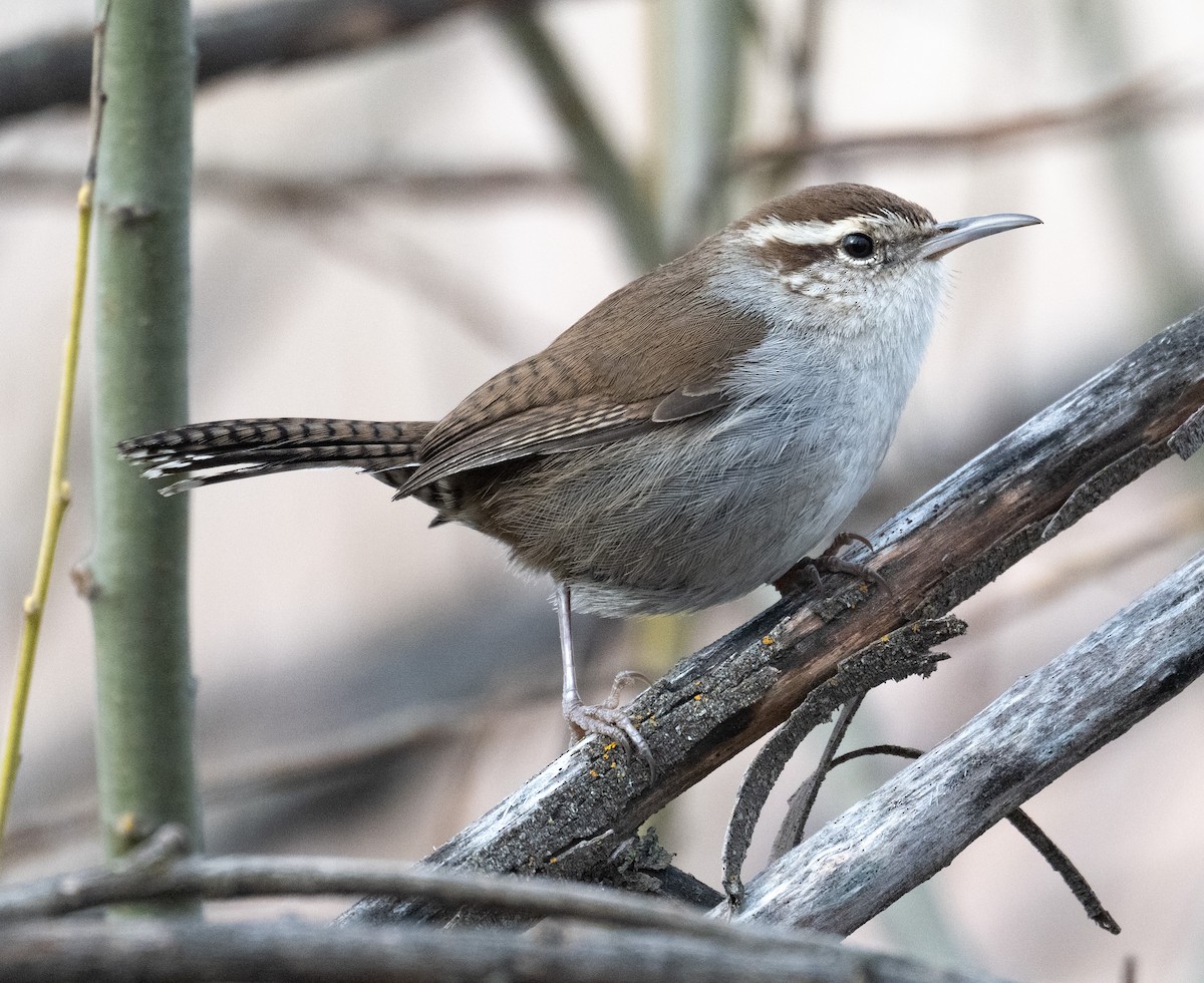 Bewick's Wren - ML631673793