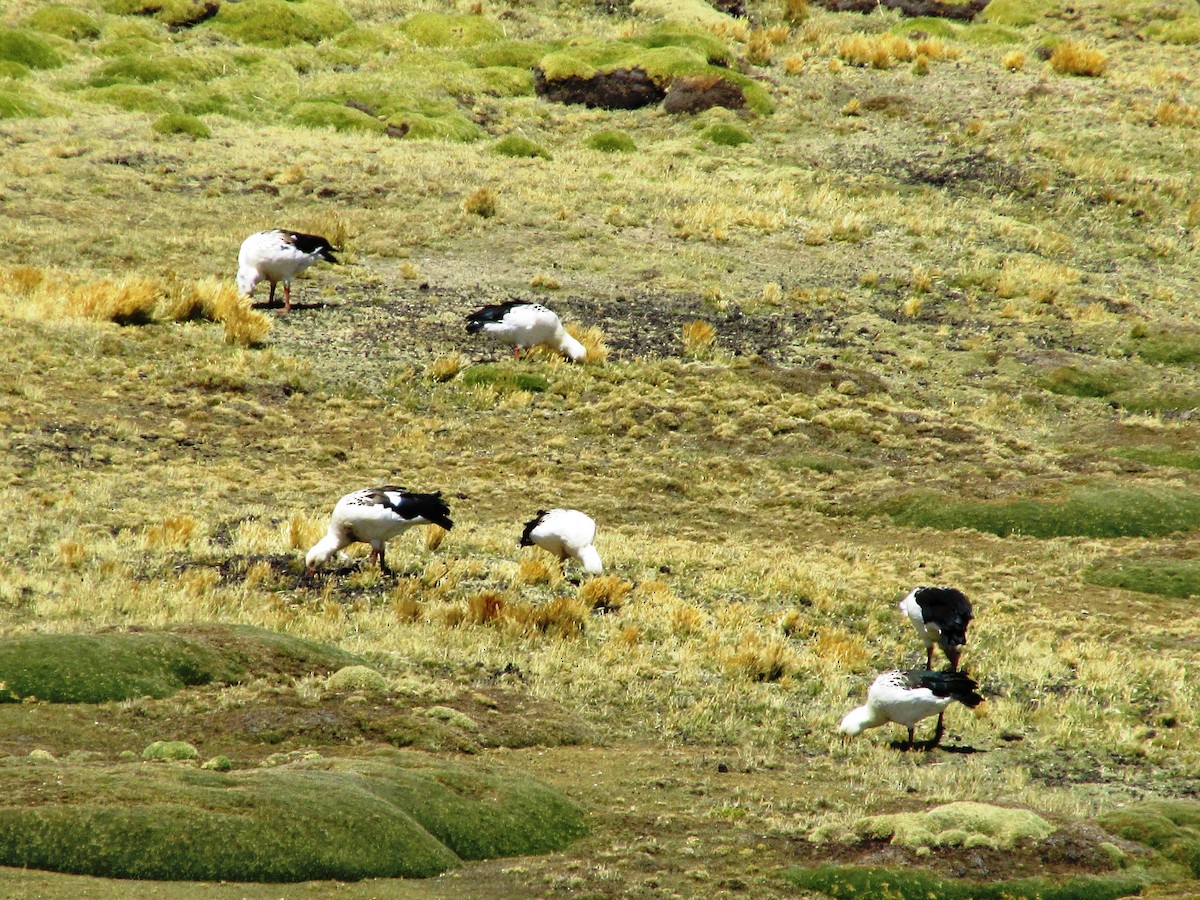 Andean Goose - ML631673959