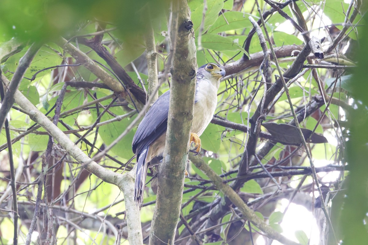 Slaty-backed Forest-Falcon - ML631674338