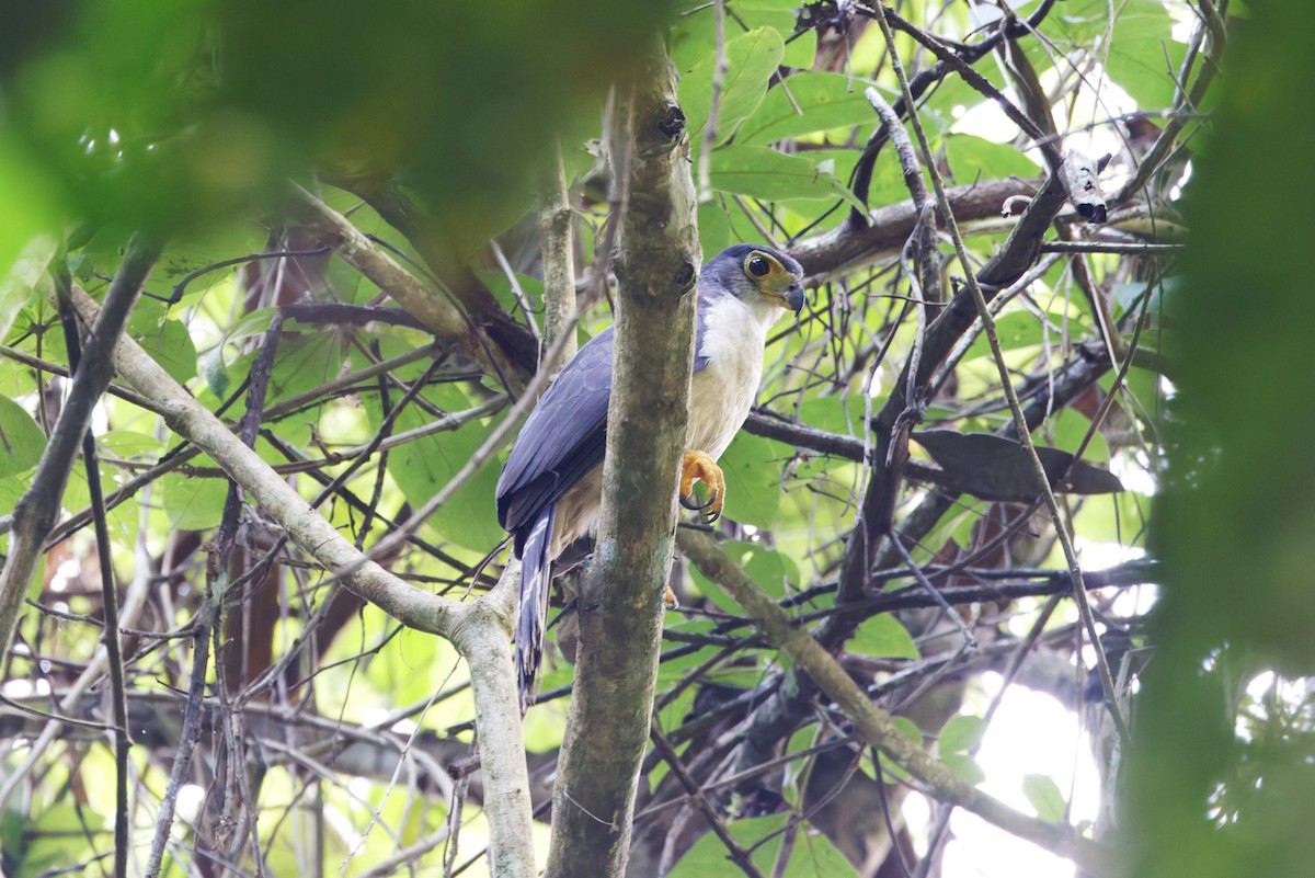 Slaty-backed Forest-Falcon - ML631674340