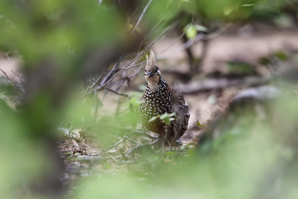 Crested Bobwhite - ML631674364