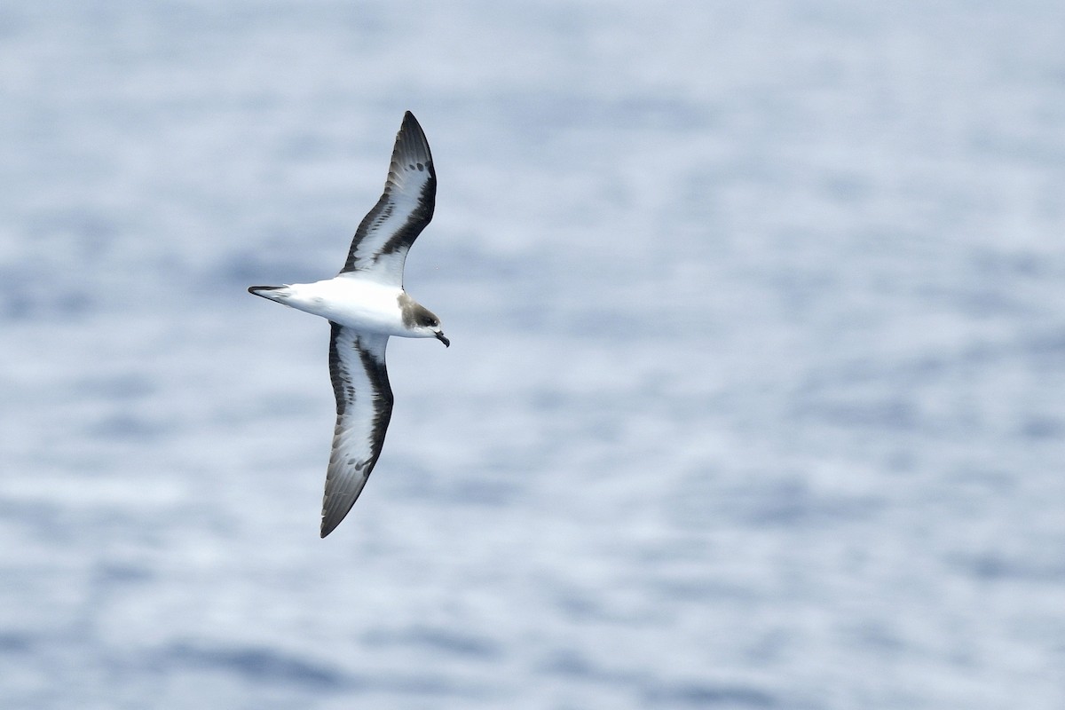 Bermuda Petrel - ML631674457