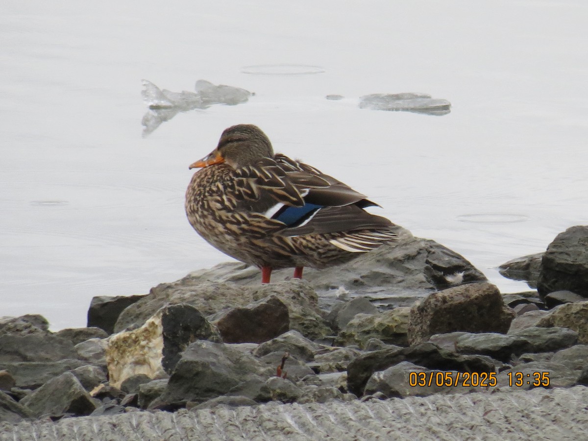 Germano reale - ML631674467