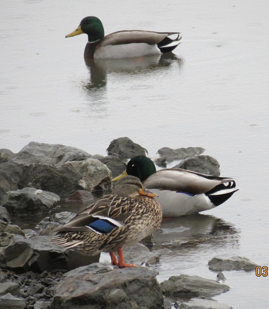 Germano reale - ML631674468