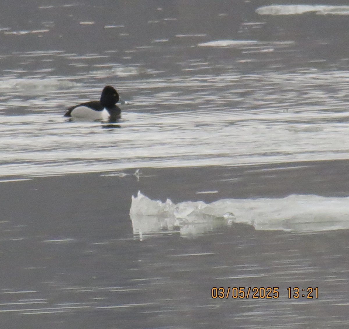 Moretta dal collare - ML631674512