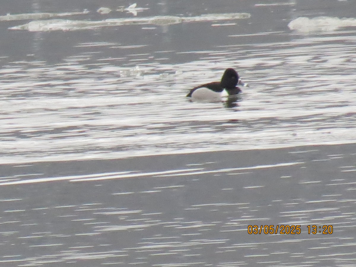 Moretta dal collare - ML631674513