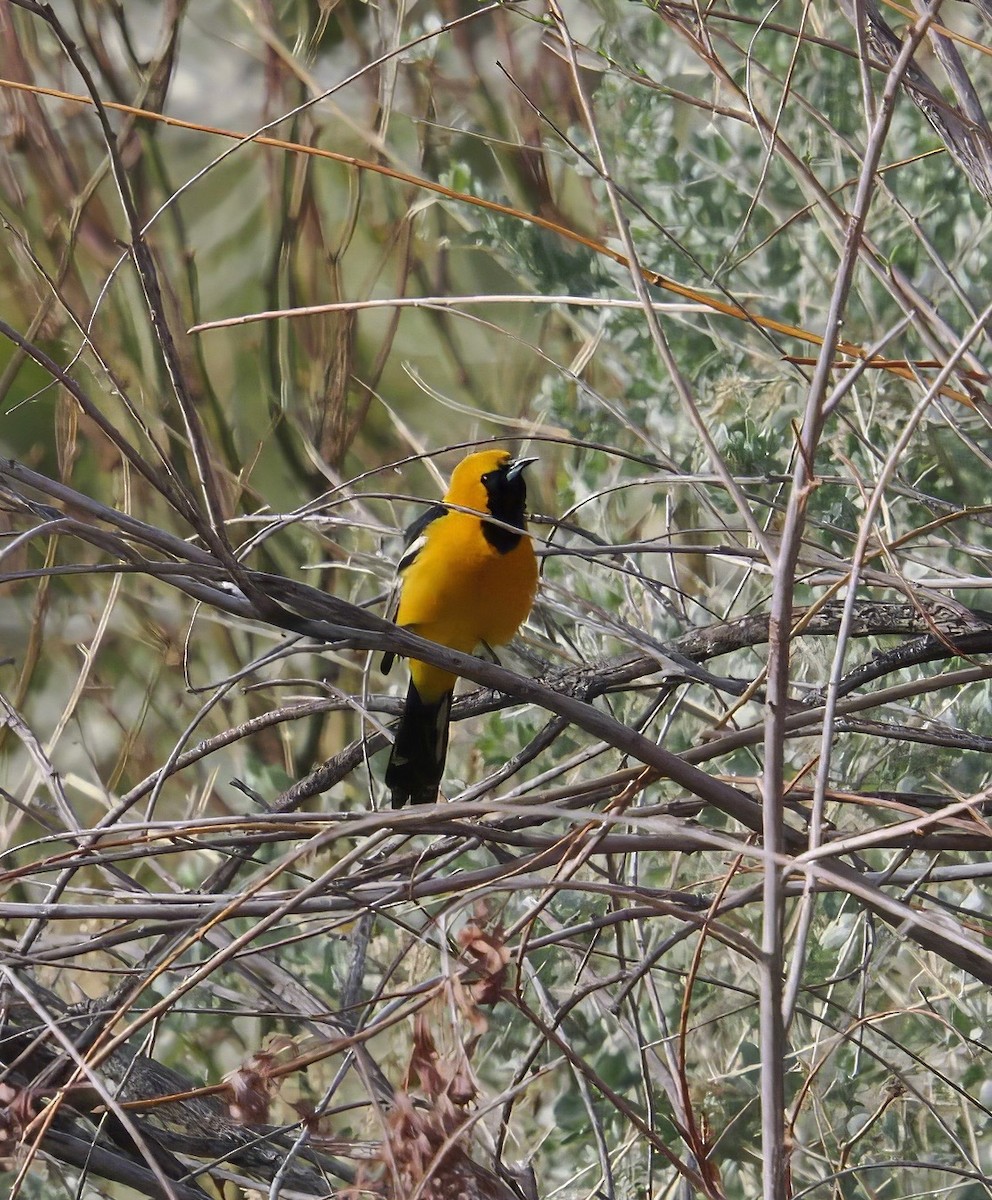 Hooded Oriole - ML631674591