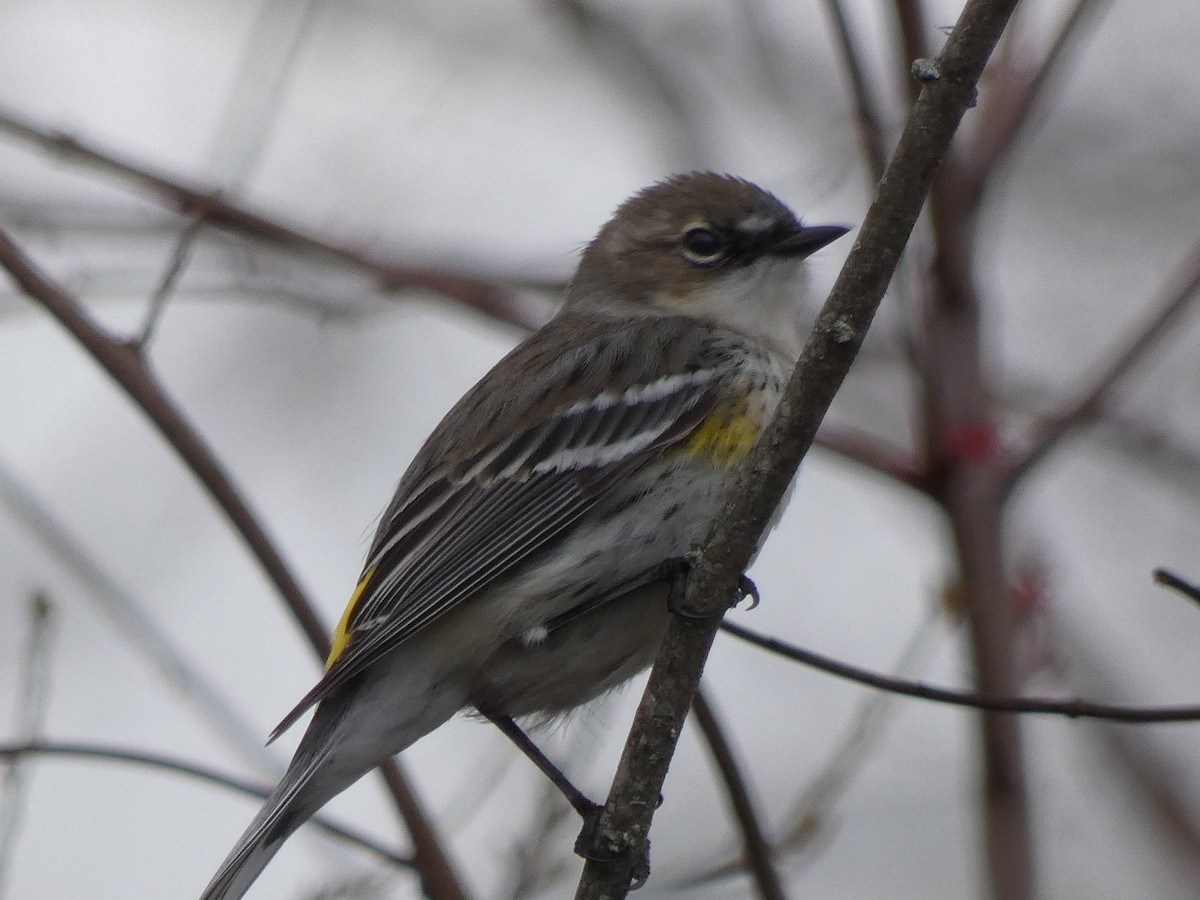 Yellow-rumped Warbler - ML631674597