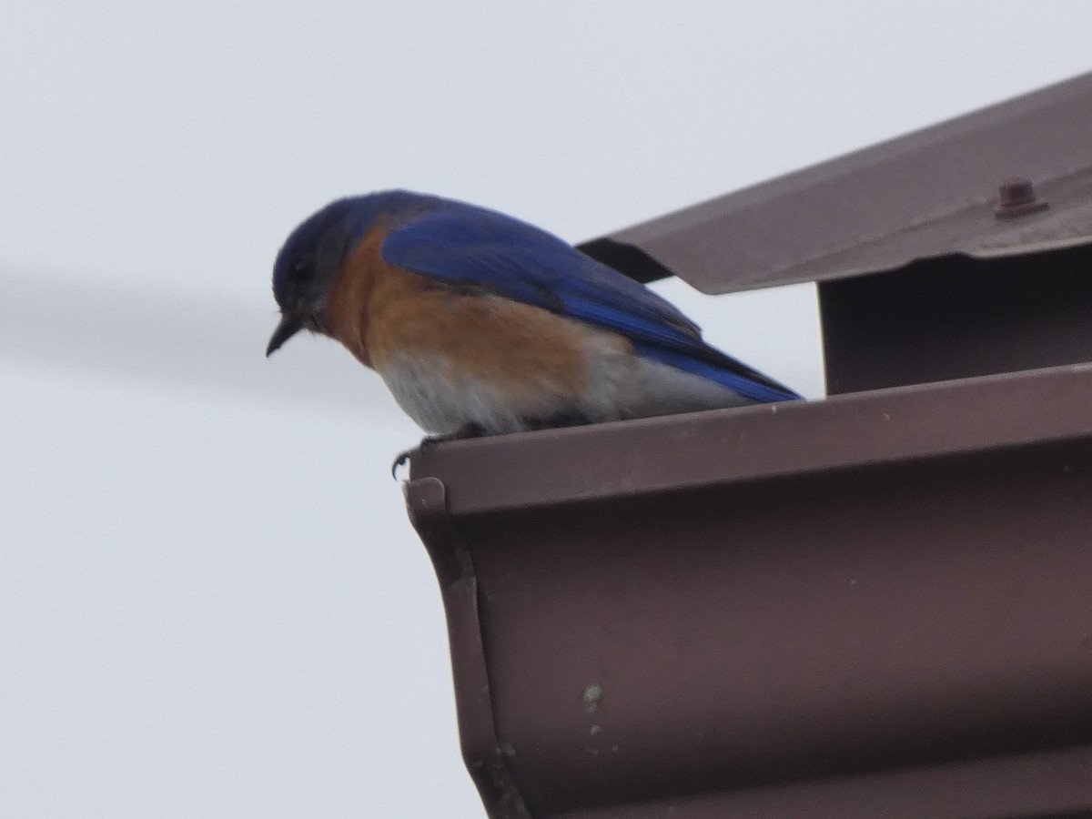 Eastern Bluebird - ML631674618