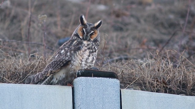 Long-eared Owl (American) - ML631674758