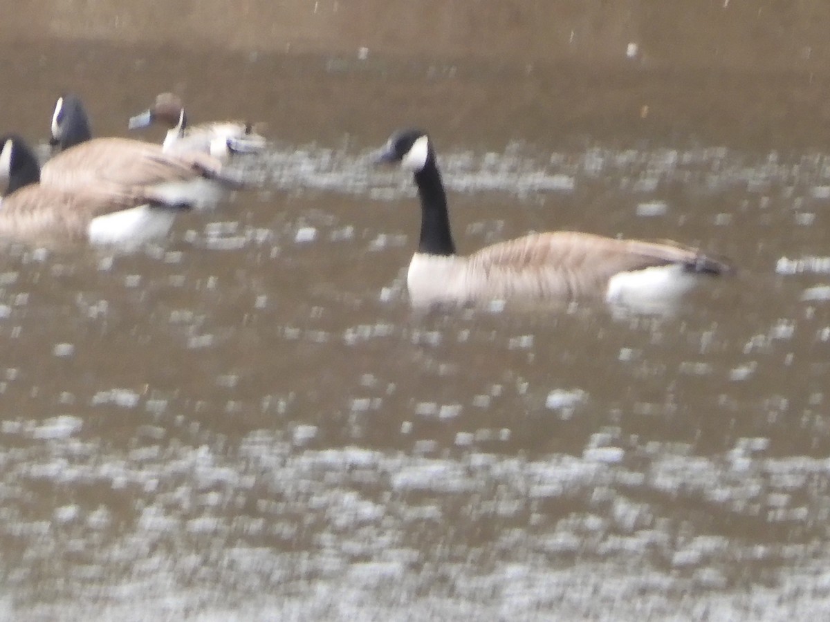 Canada Goose - ML631675008