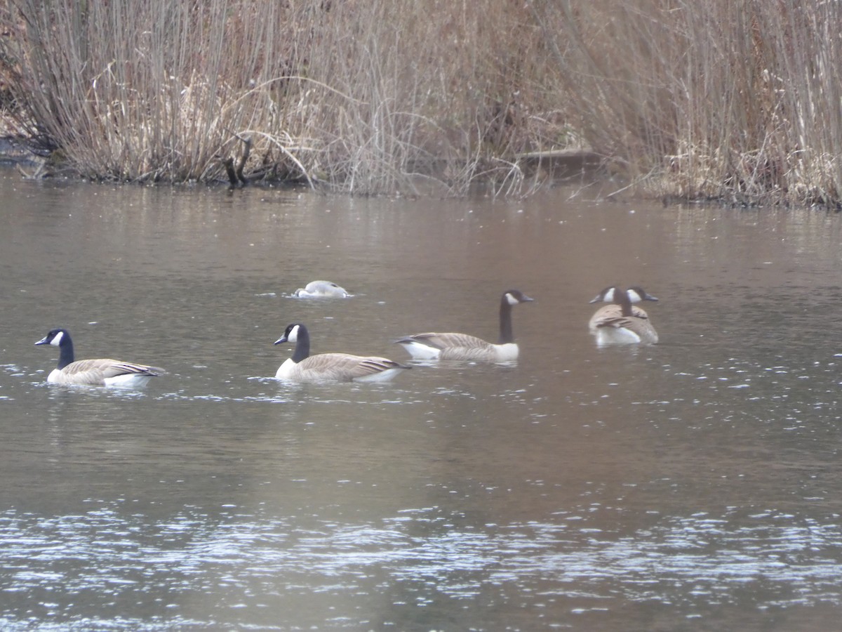 Canada Goose - ML631675009