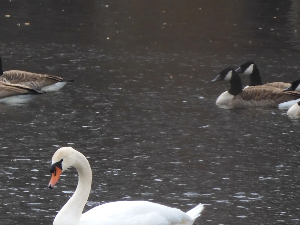 Mute Swan - ML631675033