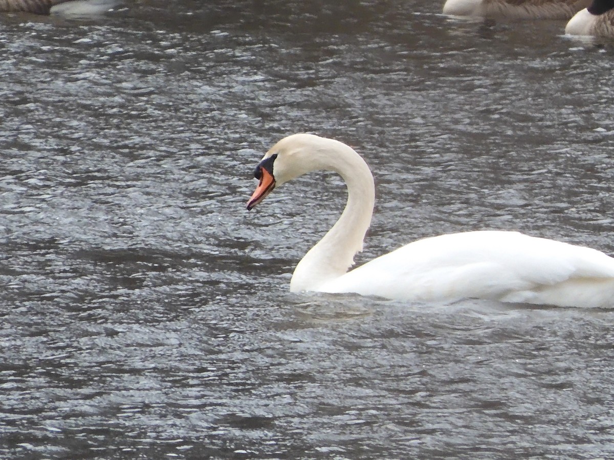 Mute Swan - ML631675034