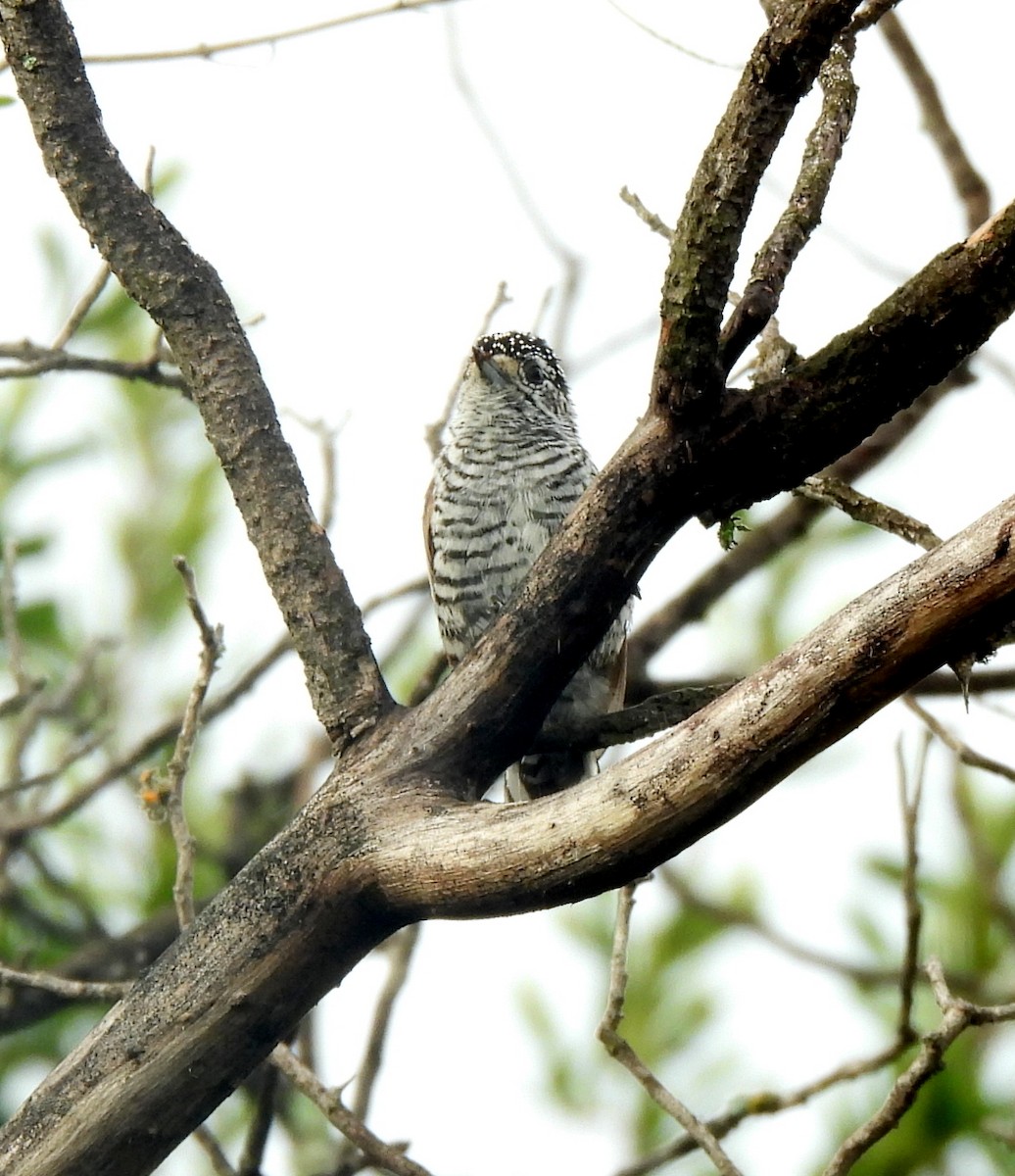 White-barred Piculet - ML631675059