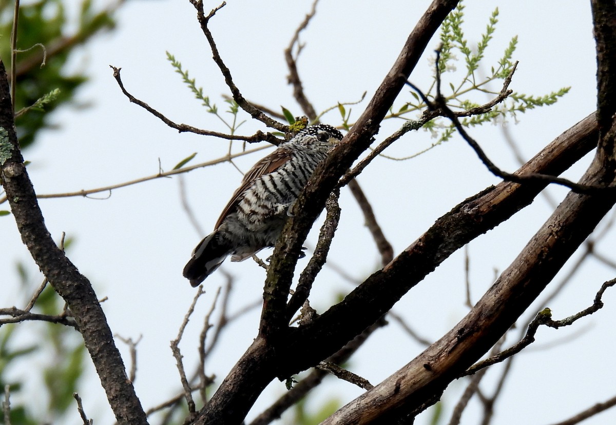 White-barred Piculet - ML631675065