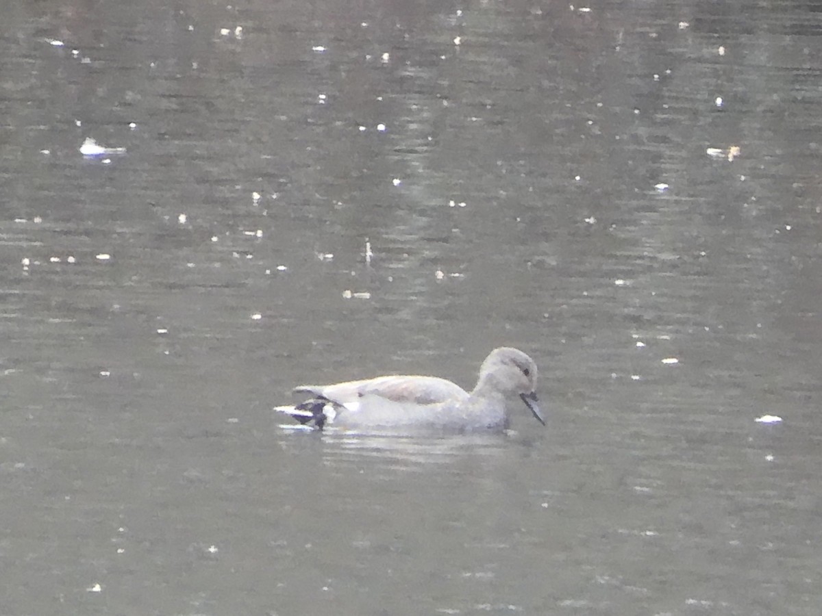 Gadwall - ML631675079