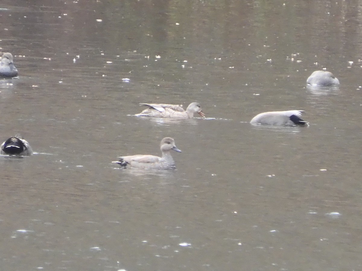 Gadwall - ML631675080