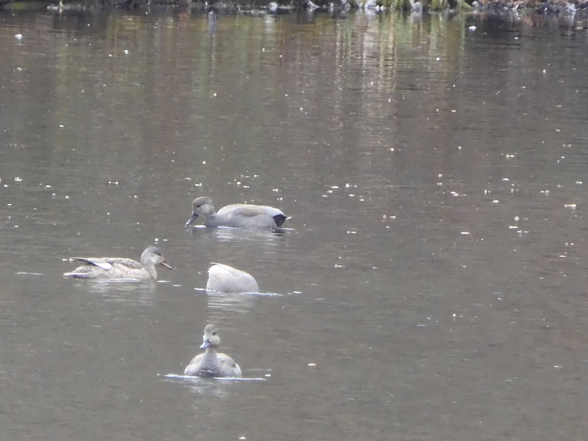 Gadwall - ML631675081